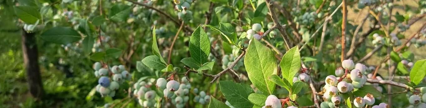 Raccolta dei mirtilli biologici con picnic nel Monferrato