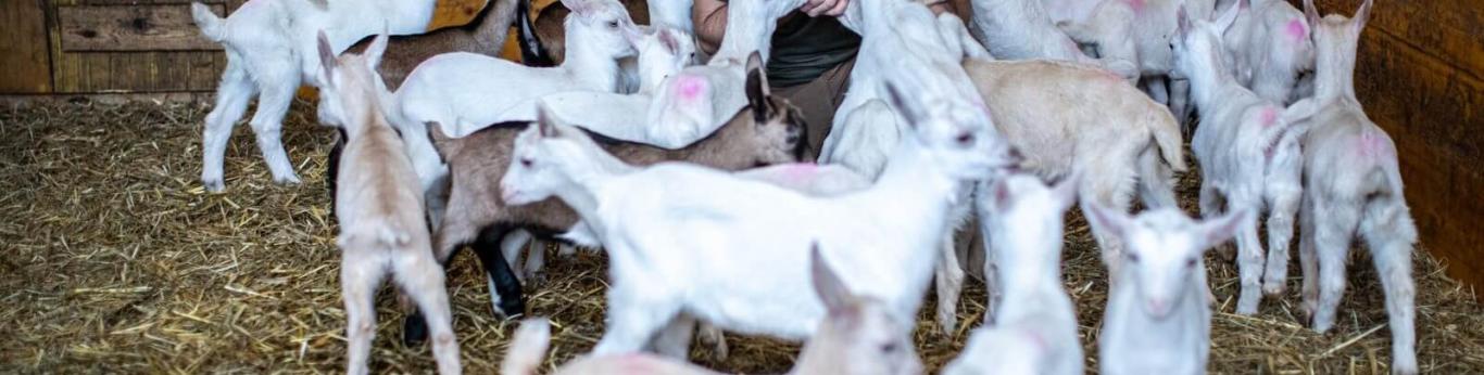 Giornata da casaro e degustazione di formaggi nella Valle del Ticino