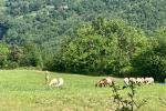 Scopri la vita in fattoria tra le colline delle Langhe Astigiane