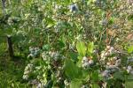 Raccolta di mirtilli biologici e picnic nel Monferrato
