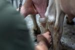 Contadino per un giorno tra capre e formaggi in provincia di Novara