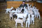 Contadino per un giorno tra capre e formaggi in provincia di Novara
