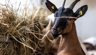 Contadino per un giorno tra capre e formaggi in provincia di Novara